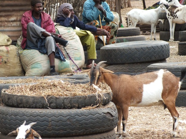 Gambia Abuko plaatselijke veemarkt