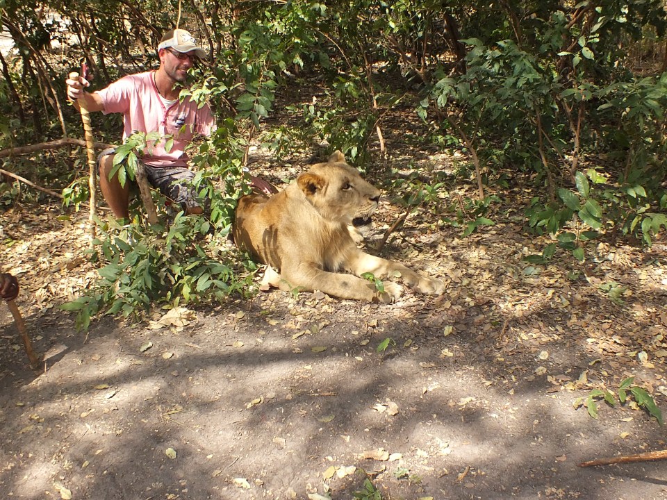 Durf jij de uitdaging aan om te wandelen met leeuwen?