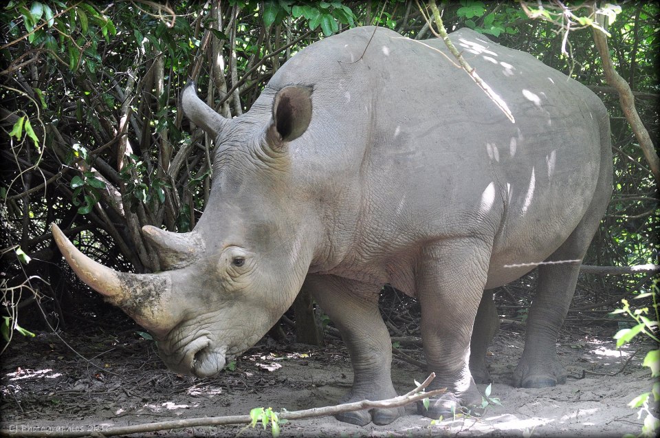 Neushoorn in het Fathalapark
