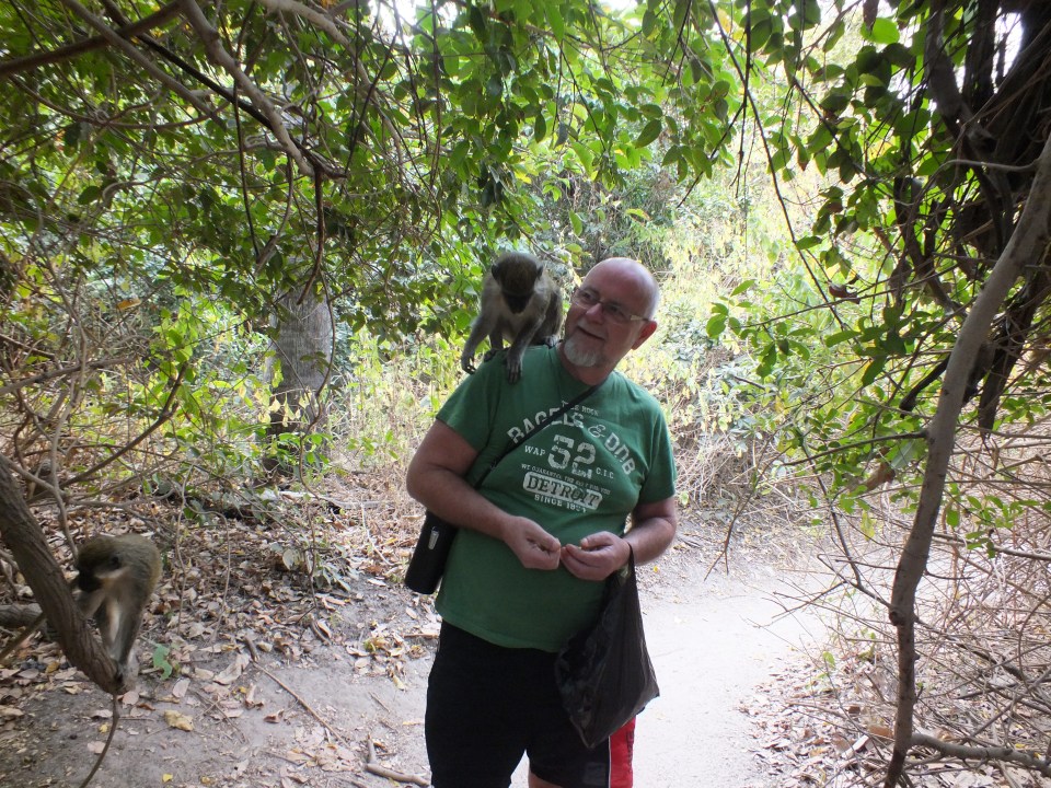 Een groen vervet aapje op je schouder
