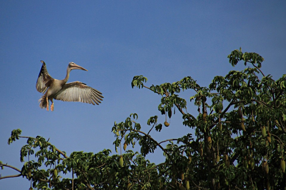 pelikaan in Gambia