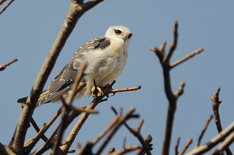 vogel birdwatching