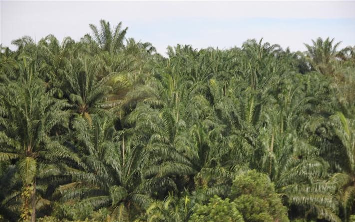 Deze afbeelding heeft een leeg alt-atribuut; de bestandsnaam is oil-palm-plantation.jpg