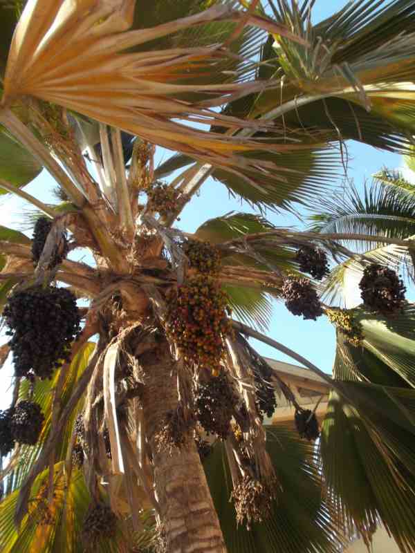 Deze afbeelding heeft een leeg alt-atribuut; de bestandsnaam is oliepalm6.jpg